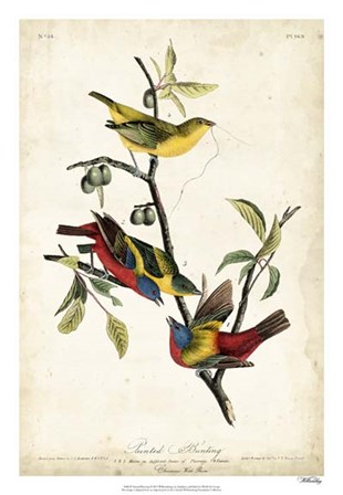 Painted Bunting by John James Audubon art print