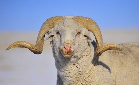 Large Ram by Amanda Lee Smith art print