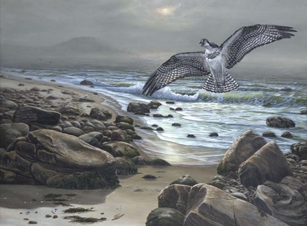 Osprey by Bruce Dumas art print