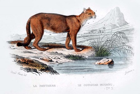 Cougar by Georges-Louis Leclerc, Comte de Buffon art print