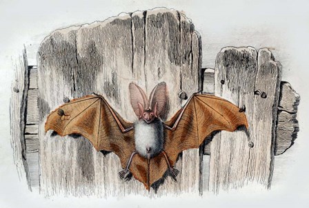 Bat II by Georges-Louis Leclerc, Comte de Buffon art print