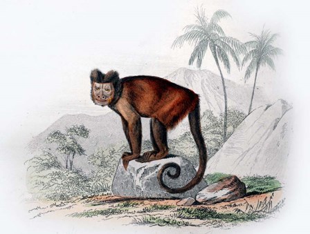 Monkey IX by Georges-Louis Leclerc, Comte de Buffon art print
