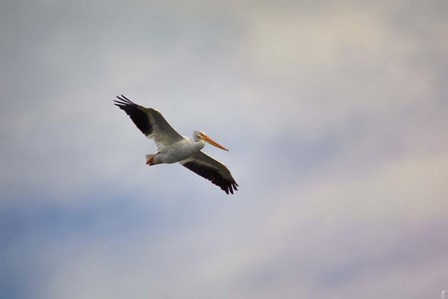 A Beautiful Day To Fly by Jai Johnson art print