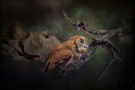 After The Acorns Fall by Jai Johnson art print