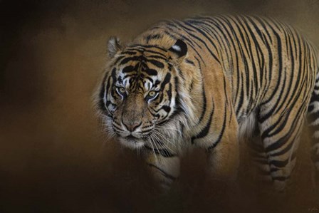 Bengal Stare by Jai Johnson art print