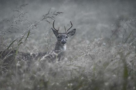 Foggy Morning Buck by Jai Johnson art print