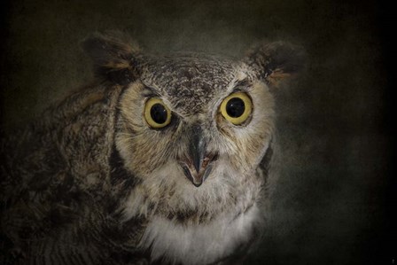 Great Horned Owl by Jai Johnson art print
