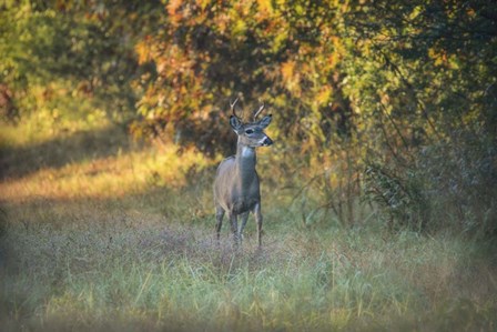 October Buck by Jai Johnson art print