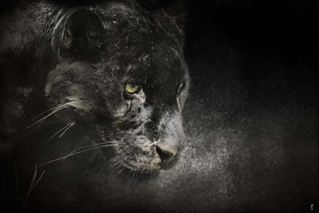 Out Of The Shadows Black Leopard by Jai Johnson art print