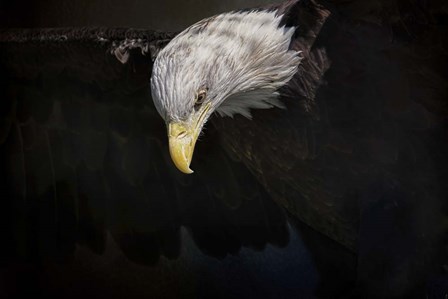 Shadow Hunter Bald Eagle by Jai Johnson art print