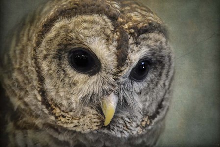 Who Loves Ya Baby by Jai Johnson art print