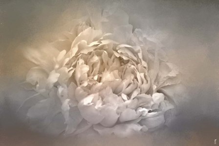 Blushing Silver And Gold Peony by Jai Johnson art print
