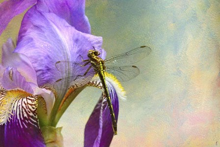 Say Hello To Spring by Jai Johnson art print