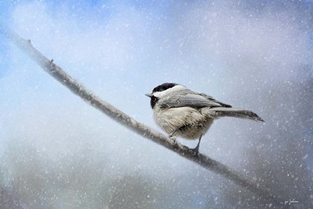 Chickadee In The Snow by Jai Johnson art print