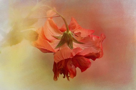 Falling Blossom by Jai Johnson art print