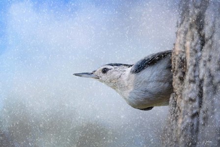 Nuthatch In The Snow by Jai Johnson art print