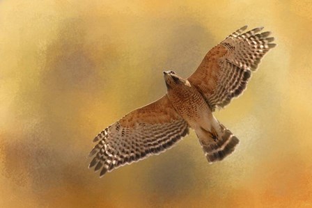 Raptors Afternoon Flight by Jai Johnson art print