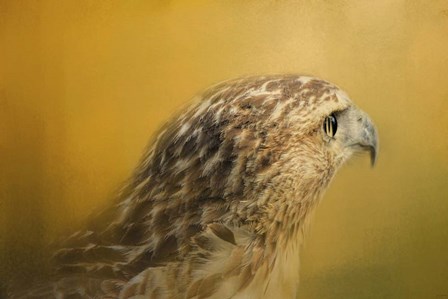 Red Tailed Hawk At Sunset by Jai Johnson art print