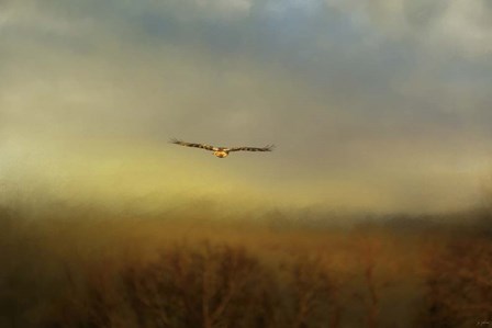 Retreating Redtail by Jai Johnson art print