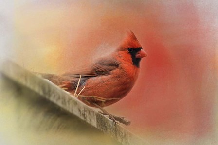 Rooftop Visitor Cardinal by Jai Johnson art print