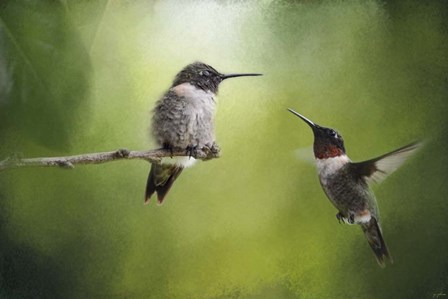 Wake Up Call Hummingbirds by Jai Johnson art print