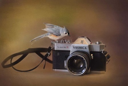 Feathered Photographer by Jai Johnson art print