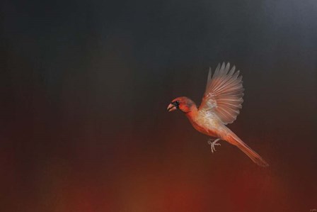 I Wish I Could Fly - Cardinal 1 by Jai Johnson art print