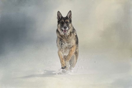 Snow Day For The Shepherd by Jai Johnson art print