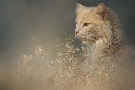 At Dawn by Jai Johnson art print