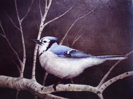 Blue Jay by Kevin Dodds art print
