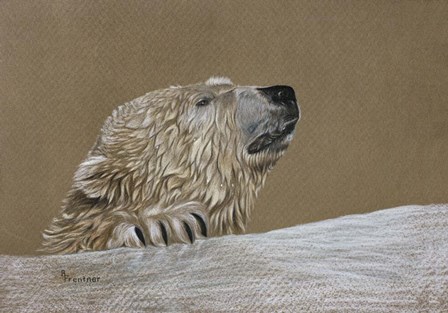 Polar Bear by Rusty Frentner art print