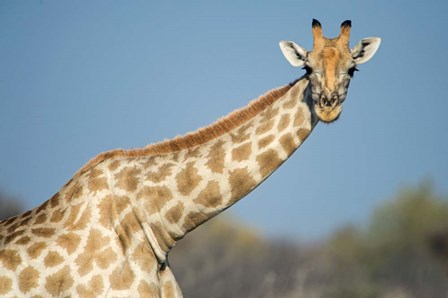 Southern Giraffe, Etosha National Park, Namibia by Panoramic Images art print