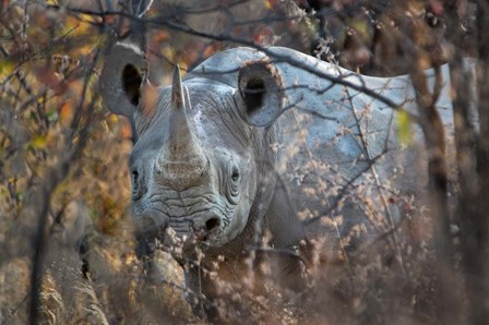 Black Rhinoceros, Etosha National Park, Namibia by Panoramic Images art print