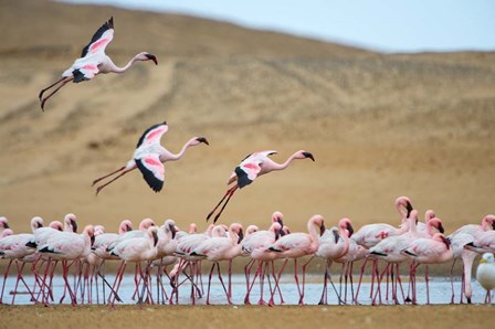 Greater Flamingos, Namibia by Panoramic Images art print