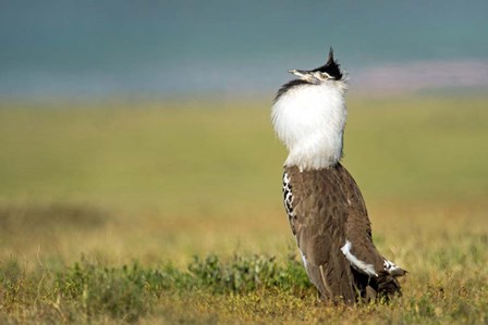 Kori Bustard, Ngorongoro Conservation Area, Tanzania by Panoramic Images art print