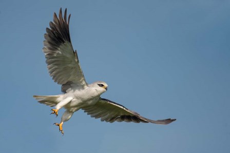 Black-Shouldered Kite, Ngorongoro Conservation Area, Tanzania by Panoramic Images art print