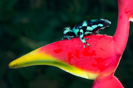 Green and Black Poison Dart Frog, Sarapiqui, Costa Rica by Panoramic Images art print