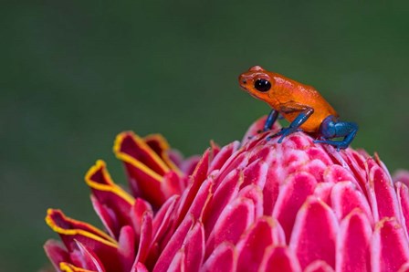 Strawberry Poison-Dart Frog, Sarapiqui, Costa Rica by Panoramic Images art print