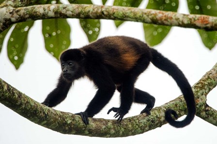 Black Howler Monkey, Sarapiqui, Costa Rica by Panoramic Images art print