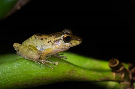 Tink Frog, Tortuguero, Costa Rica by Panoramic Images art print