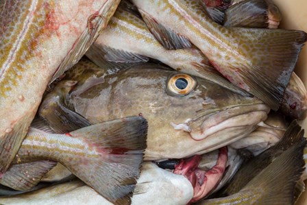 Fresh Cod, Iceland by Panoramic Images art print