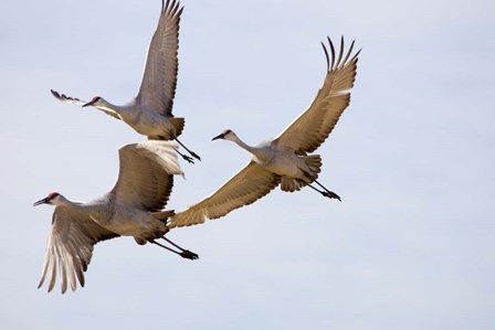 Sandhill Cranes In Flight by Panoramic Images art print