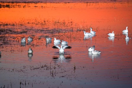 Snow Geese On Water by Panoramic Images art print