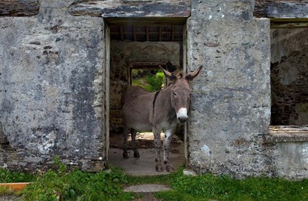 Great Blasket Island, Ireland by Panoramic Images art print