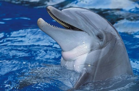 Dolphin by Panoramic Images art print