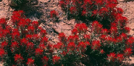 Indian Paintbrush, UT by Panoramic Images art print