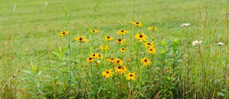 Wildflowers, Portville, New York State by Panoramic Images art print