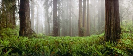 Vine Maple Trees, Mt Hood, Oregon by Panoramic Images art print
