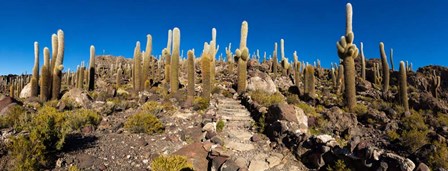 View of the Isla del Pescado, Potosi Department, Bolivia by Panoramic Images art print