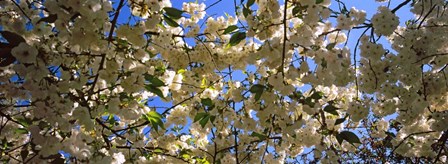 Cherry Blossoms Riverside Park, Manhattan, New York City by Panoramic Images art print